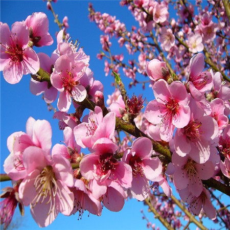 春季真的很适合出门郊游看到一朵朵的粉色桃花真的让人心情大好哦