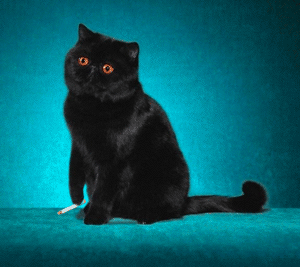 ��ЦQQ���� �����ͷ��������