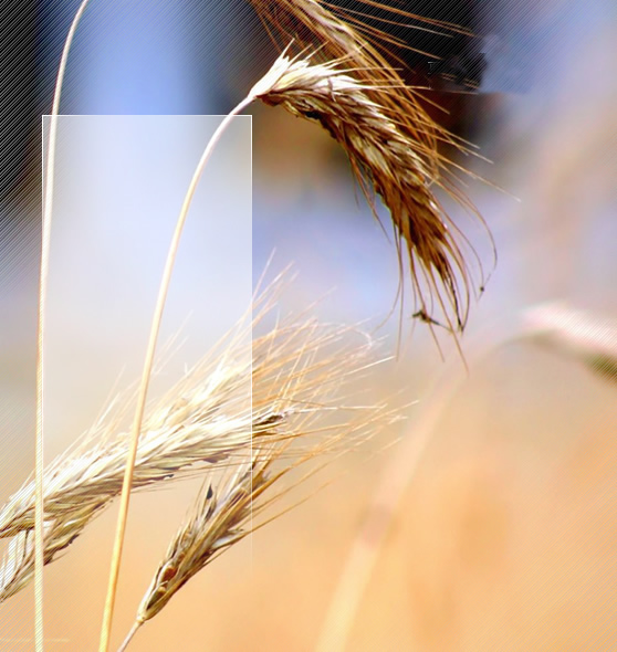 558&times;590