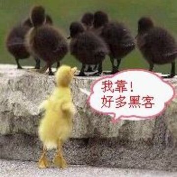 IT��Цqq����ͼƬ