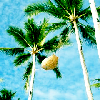 100&times;100