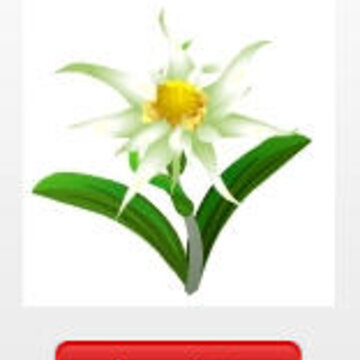 QQ会员QQ农场独享稀有火绒草种子