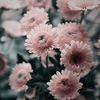 100&times;100