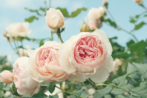 ���᲻�������۾�_�绨�ƾƵ�Ψ���⾳QQ�ռ�ͼƬ�ز�