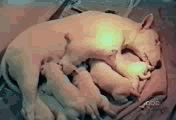 a4c27d1ed21b0ef42fa50c12ddc451da81cb3e28.gif