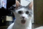 c3fdfc039245d6888462f8e8a4c27d1ed21b241d.gif