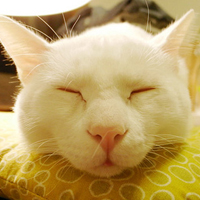 �ɰ�����è��QQ�ռ�ͼƬ_���뱣����