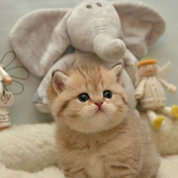 �ɰ�������qqͼƬ�ز� ���������������