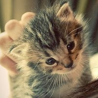 �ɰ�������ͼƬ �㶮�����˵�������