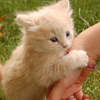 �����յ�Сè��qq�ռ�ͼƬ �����ȳ��Ҹ�������Ҳ��Ц