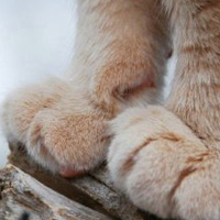 ���ɰ���������ͼƬ�ز� ��ϲ�������յ�Сצ����