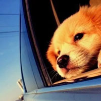 �ɰ�ͼƬ������С����Ȥ�� ����һֻ�����µĹ���