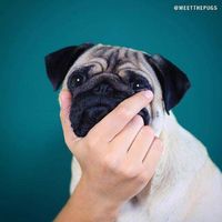 �ǳ�������ڶ����Ц��˵˵ ����Ч������ѽ