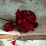 �ʻ��鼮ͼƬΨ�����⾳ �ٰ�Ҳ��΢��ȥȡ��