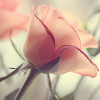 �ÿ��Ļ���ͼƬΨ���羰ͼƬ�ز� ���Ҹ�л�����ҿջ�ϲ