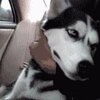 ��ʿ�淸����������ض�̬11��
