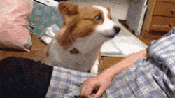 ��������gif������ͼ9������