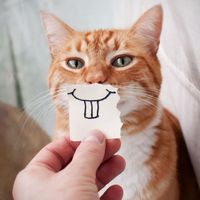 ���Ը�Ц˵˵2016���°� ��Ҫ���޳ܽ��е���