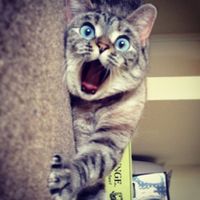 ����Ц��ĸ�Ц�������� ������������