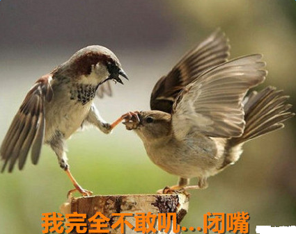 我完全不敢说话表情包下载