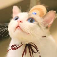 ��˹���ȳ��������ֽ��9P