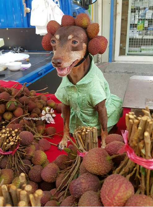 ̨��ˮ��̯�󸾹�ͼƬ������ˮӡ��