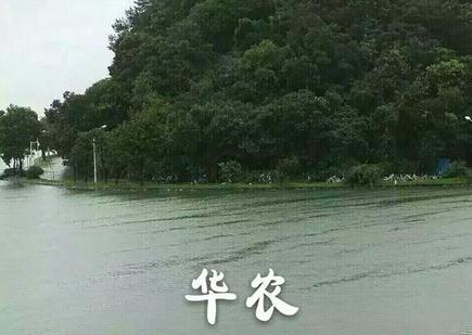 武汉特大暴雨大学淹水照片图集5P