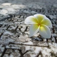 2017qq����ǩ��ԭ���������� ���ߵ����ﶼ������