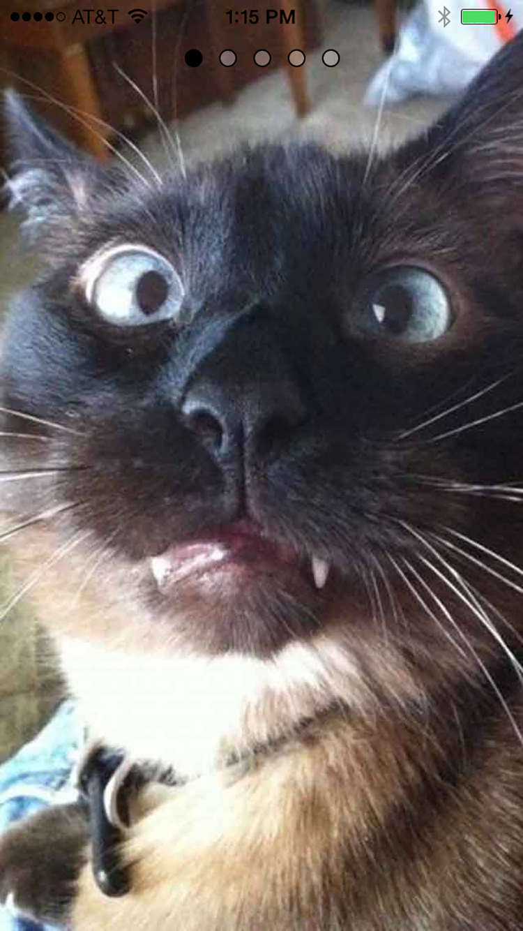 SnapCat�ֻ��ٷ�������v2.0 ���°�