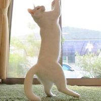 ��Ц�ɰ���èͼƬ ÿһ������������糿���Ƕ������Ĺ��� 