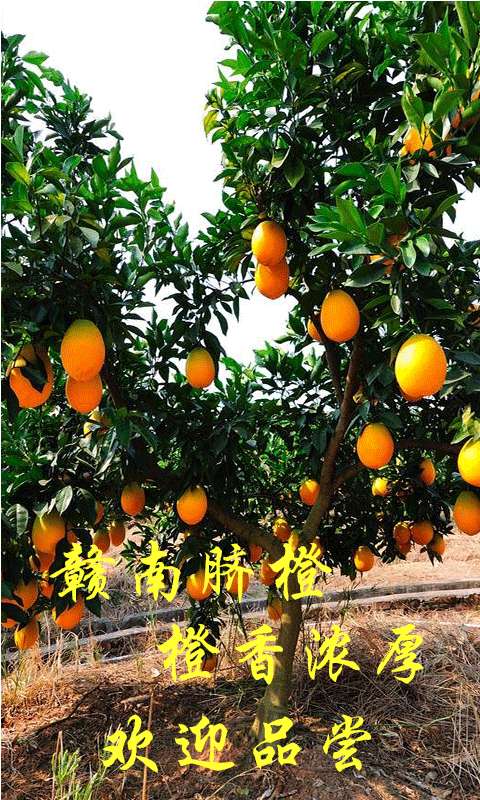 ��ȷ���app����v1.0.0 �ֻ���