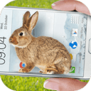 Bunny In Phone Cute joke(ֻĻ)