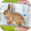 Bunny In Phone Cute jokeֻɰЦעv1.1 Ѱ