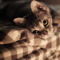 �������һ�����İ��� 2017��ѡqqǩ���������Ů��