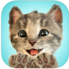 little kitten����ϲ����èèiOS��