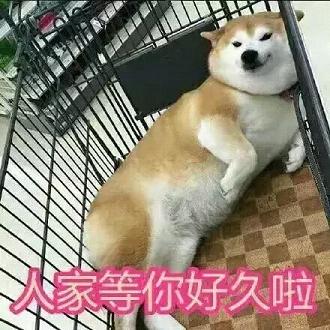 doge�������ͨС������