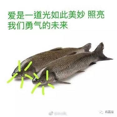 鱼诡异的光表情包下载无水印带字
