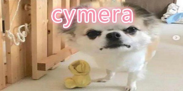 cymera����-cymera��Ч���-cymera��ͷЧ��