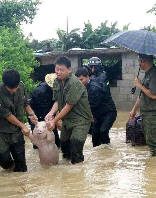 从台风中抢救出来的猪被做成表情包高清下载
