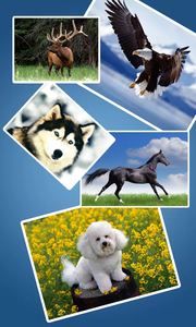 Photo Stitch Collage��Ƭƴ��ƴ��v1.0 ��׿��