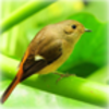 С�����⶯̬��ֽv1.8.4 ��׿��