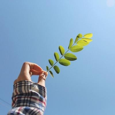 2018��ʱ�е�΢��ͼƬ����Ҷ �ÿ�������ҶͼƬ��ȫ��ͼ