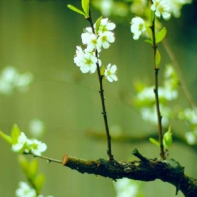 2018�봺���йص�ͼƬ�羰 �ÿ��Ĵ���ͼƬ��ˮӡ