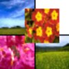 Youfeng Photocomposer(ͼ��ϳ����Ű�)v1.3 �ٷ���