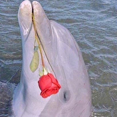 ��������Ȧ����ͼ�λ�ͼƬ �Ȱ����ޱ߼��������зִ�