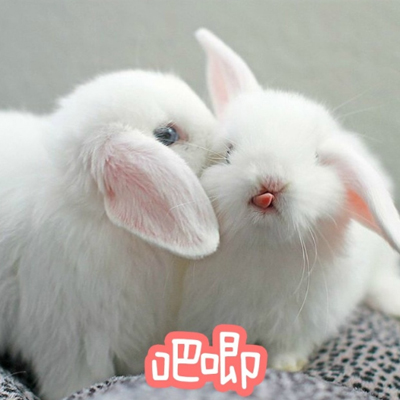 可爱的小兔子表情包带字 萌萌哒小兔子表情包