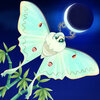 flutter starlight���ΰ�׿��v1.43 ���°�