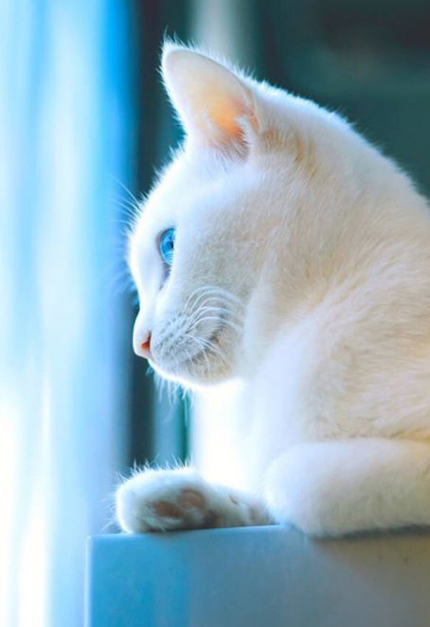 �ֻ�������ֽͼƬ�ɰ��ȳ� ΢΢һЦ����ɵ�Ӽƽ�
