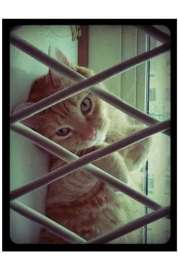 Lomo Camerav1.0 ��׿��