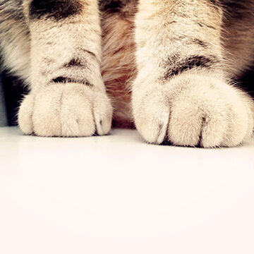 �ʳ�ҽ